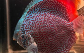 Ikan Discus Bisa Mati Hanya Karena 1 Kesalahan Kecil—Penghobi Wajib Tahu