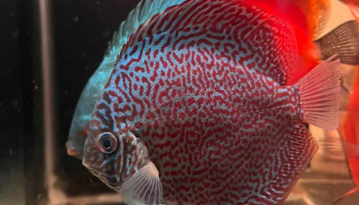 Ikan Discus Bisa Mati Hanya Karena 1 Kesalahan Kecil—Penghobi Wajib Tahu
