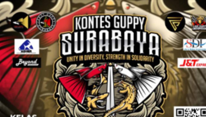 Kontes Guppy Surabaya 2026 Hadir Januari, Target Jadi Ajang Kompetisi Terbesar Awal Tahun
