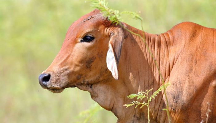 Dominasi Baru Pasar Daging Sapi Dunia Beralih ke Brazil