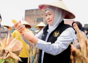 Gubernur Khofifah Tegaskan Komitmen Swasembada Jagung Saat Panen Raya di Sidoarjo