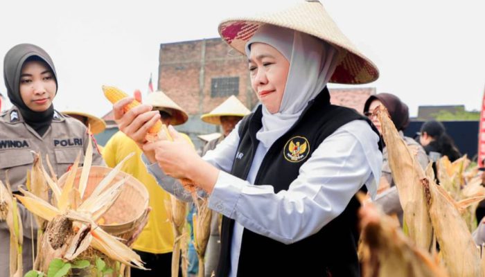 Gubernur Khofifah Tegaskan Komitmen Swasembada Jagung Saat Panen Raya di Sidoarjo
