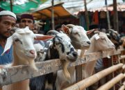 Pasar Global Membuka Lebar Pintu, Bisnis Ekspor Binatang RI Naik Daun