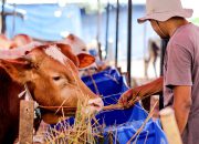 PMK Tekan Ekonomi Peternak, Harga Sapi di Jatim Ikut Terpuruk