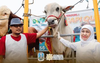 Gubernur Khofifah Tegaskan Ketersediaan Hewan Kurban Melimpah dan Layak untuk Idul Adha 1447 H