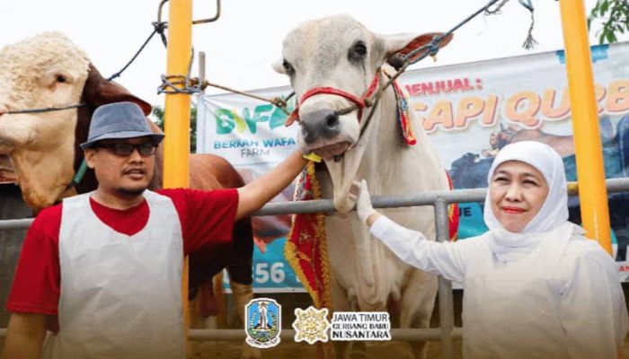 Gubernur Khofifah Tegaskan Ketersediaan Hewan Kurban Melimpah dan Layak untuk Idul Adha 1447 H