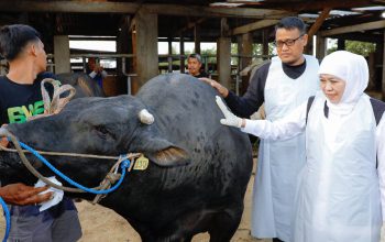 Gubernur Khofifah Pastikan Kualitas Kurban, Pilih Sapi Raksasa di Wafa Farm Mojokerto