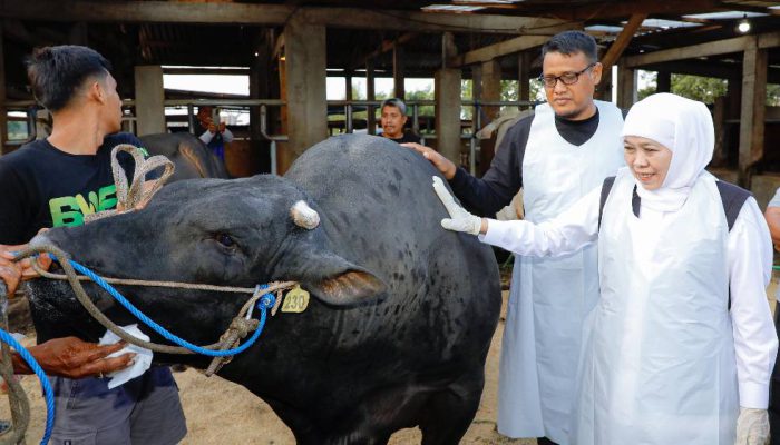 Gubernur Khofifah Pastikan Kualitas Kurban, Pilih Sapi Raksasa di Wafa Farm Mojokerto
