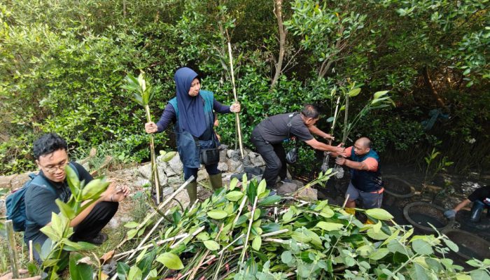 TPS Bersama Masyarakat Tanam 3.000 Mangrove di Kawasan Pesisir Asem Rowo