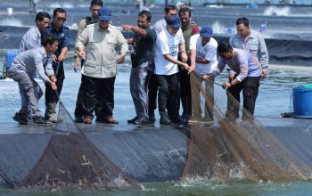 Panen Raya Udang di Kebumen, Produksi Capai 40 Ton per Hektare