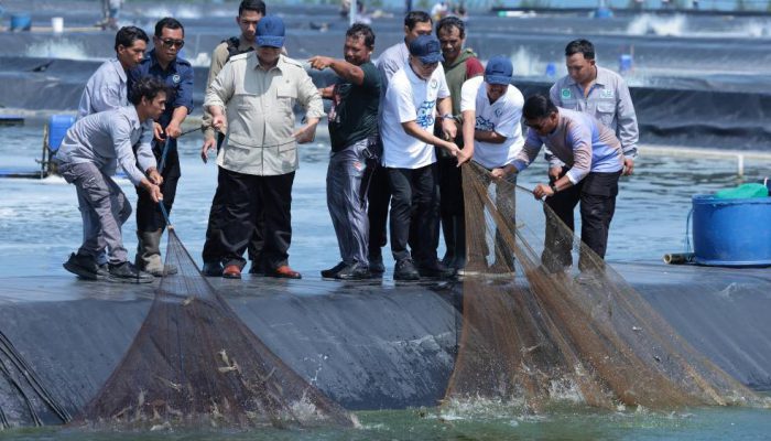Panen Raya Udang di Kebumen, Produksi Capai 40 Ton per Hektare