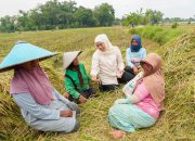 Gubernur Khofifah: Kenaikan Produksi Padi Jatim di Tengah Tantangan Iklim Bukti Pertanian Tetap Tangguh