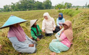 Gubernur Khofifah: Kenaikan Produksi Padi Jatim di Tengah Tantangan Iklim Bukti Pertanian Tetap Tangguh