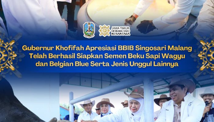 BBIB Singosari Produksi Semen Beku Wagyu dan Belgian Blue,Gubernur Khofifah Dorong Percepatan Swasembada Daging