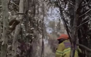 Dari Brasil ke Kalimantan, Kolonel Paulo Bawa Formula Khusus untuk Bantu Padamkan Karhutla